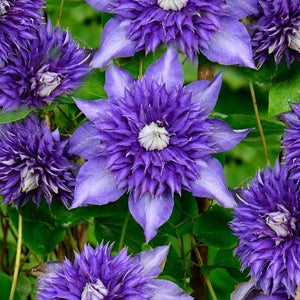 Clematis Multi-Blue 3L