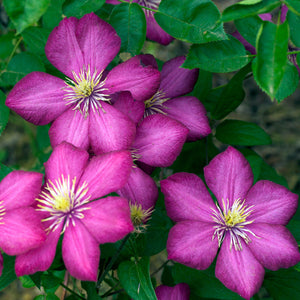 Clematis Ville De Lyon 3L
