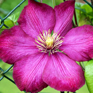 Clematis Ville De Lyon 3L