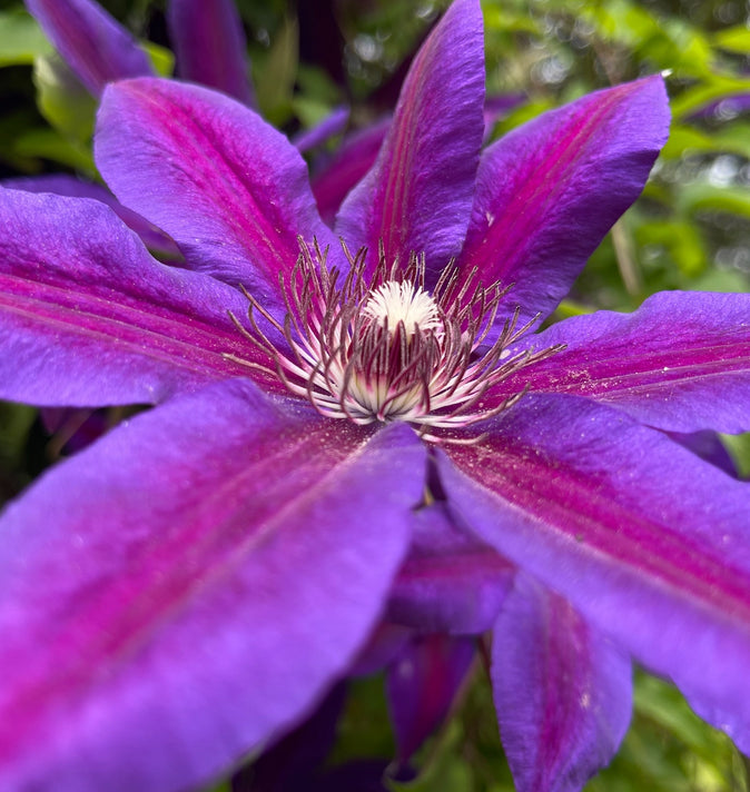 Clematis Mrs.Norman Thompson 3L