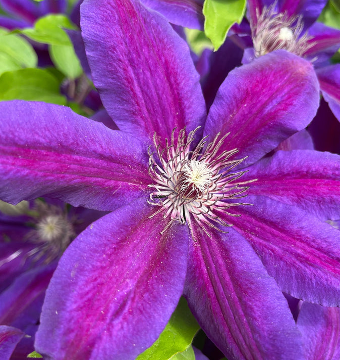 Clematis Mrs.Norman Thompson 3L