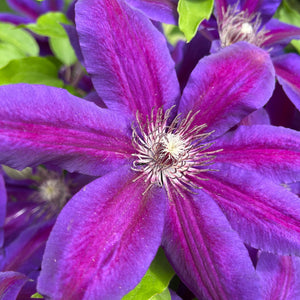 Clematis Mrs.Norman Thompson 3L