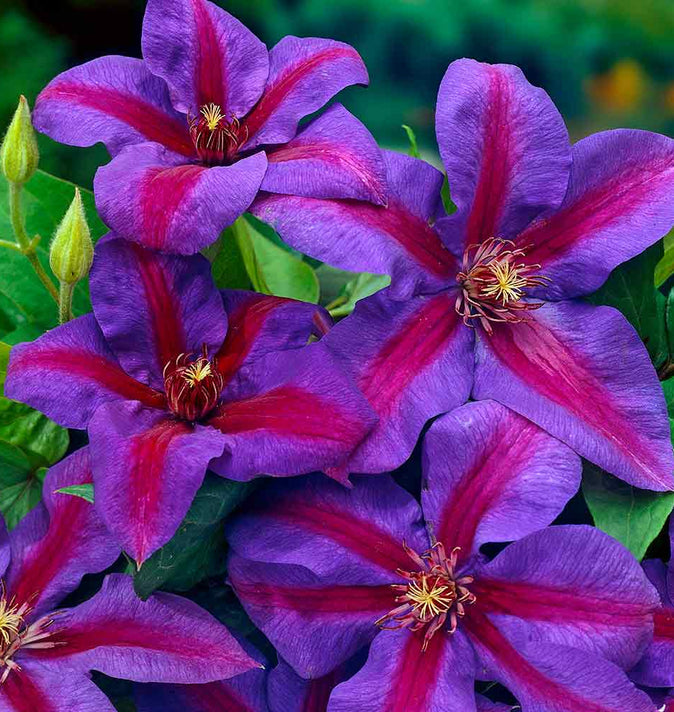 Clematis Mrs.Norman Thompson 3L
