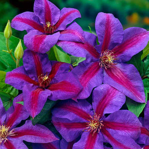 Clematis Mrs.Norman Thompson 3L