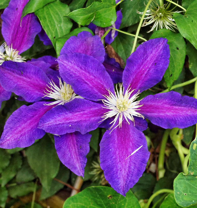 Clematis The Vagabond 3L