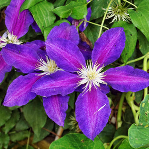 Clematis The Vagabond 3L