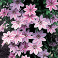 Clematis Nelly Moser 3L