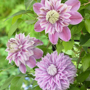 Clematis Josephine (Evijohill) 3L