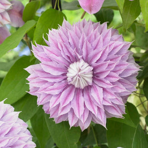 Clematis Josephine (Evijohill) 3L