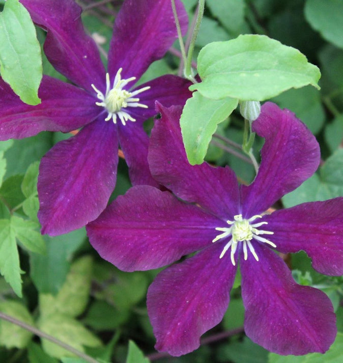 Clematis Warsaw Nike 3L