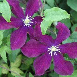 Clematis Warsaw Nike 3L