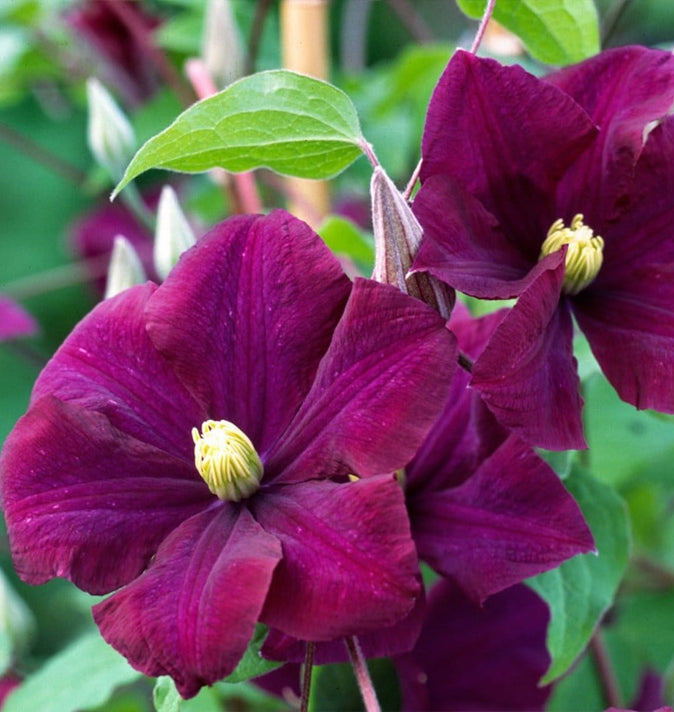 Clematis Warsaw Nike 3L