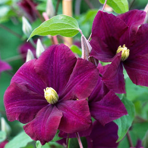 Clematis Warsaw Nike 3L