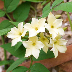 Jasminum Officinale Clotted Cream 3L