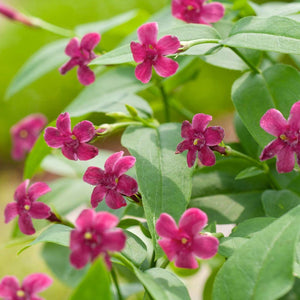 Jasminum Beesianum 3L