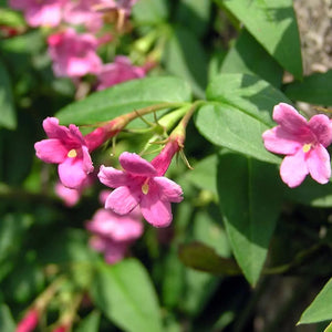 Jasminum Beesianum 3L