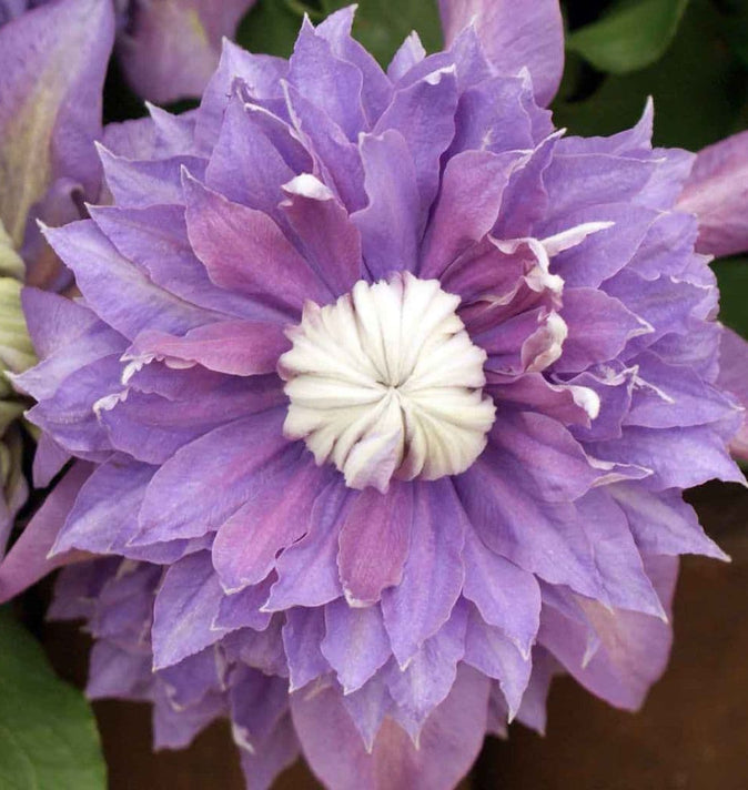 Clematis Diamantina Evipo 039 3L