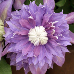 Clematis Diamantina Evipo 039 3L