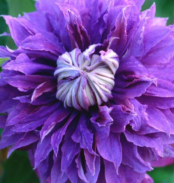 Clematis Diamantina Evipo 039 3L