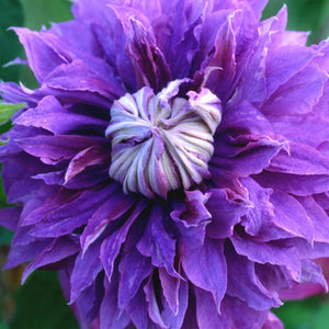 Clematis Diamantina Evipo 039 3L