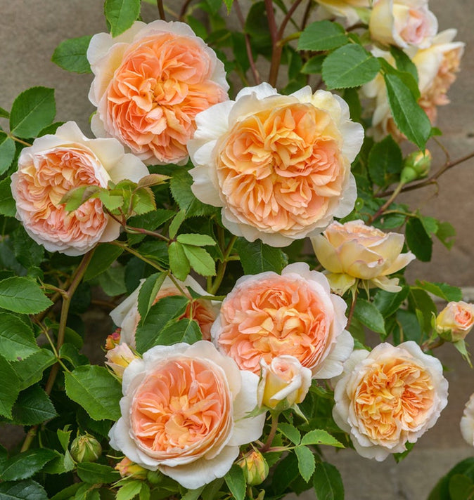 David Austin Bathsheba Climbing Rose 6L