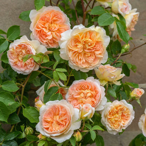 David Austin Bathsheba Climbing Rose 6L