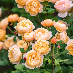 David Austin Roald Dahl Shrub Rose 6L