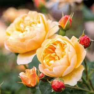 David Austin Roald Dahl Shrub Rose 6L