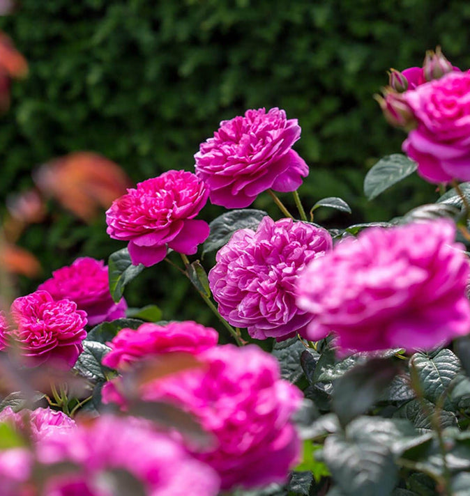 David Austin James L. Austin Shrub Rose 6L
