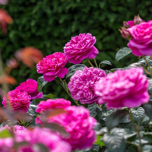 David Austin James L. Austin Shrub Rose 6L