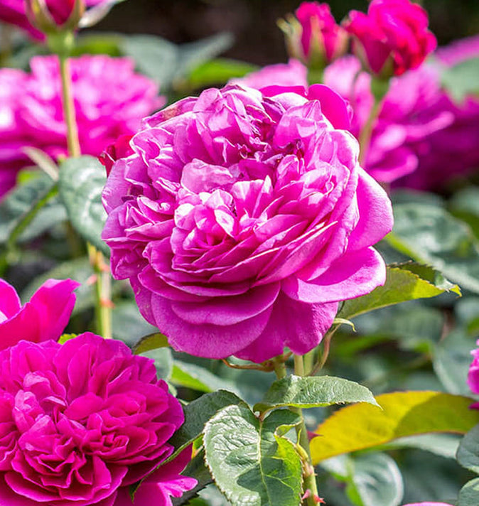 David Austin James L. Austin Shrub Rose 6L