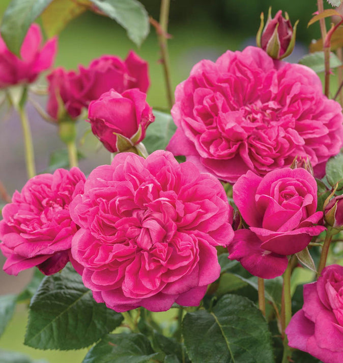 David Austin James L. Austin Shrub Rose 6L