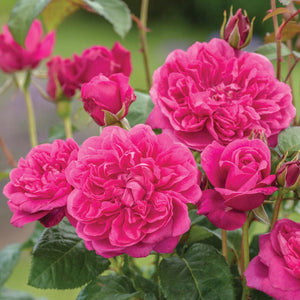 David Austin James L. Austin Shrub Rose 6L