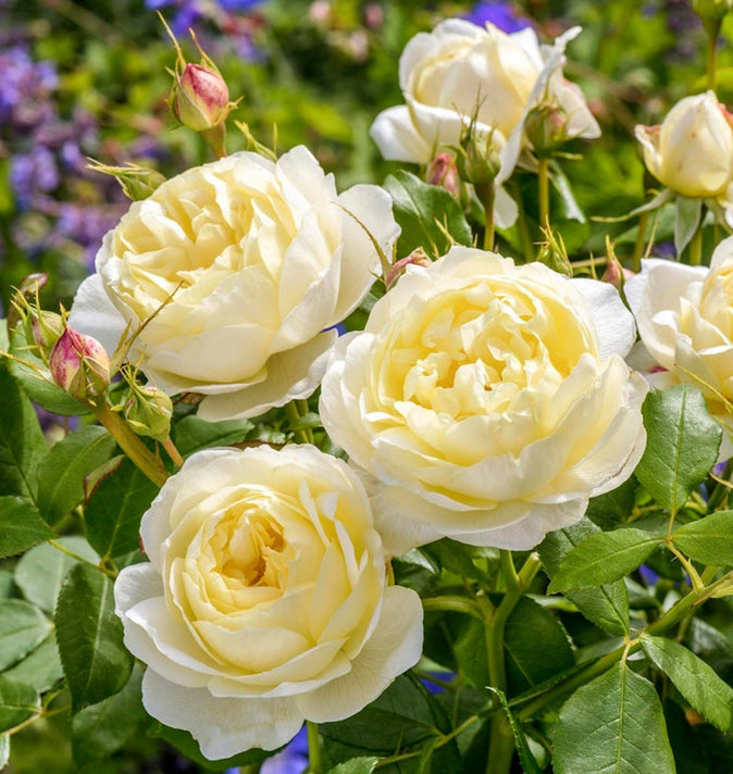 David Austin Vanessa Bell Shrub Rose 6L