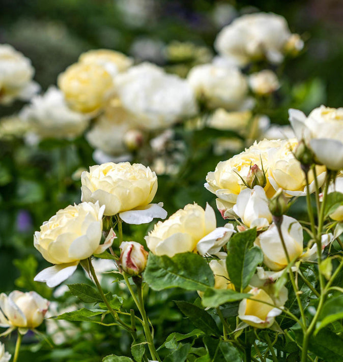 David Austin Vanessa Bell Shrub Rose 6L