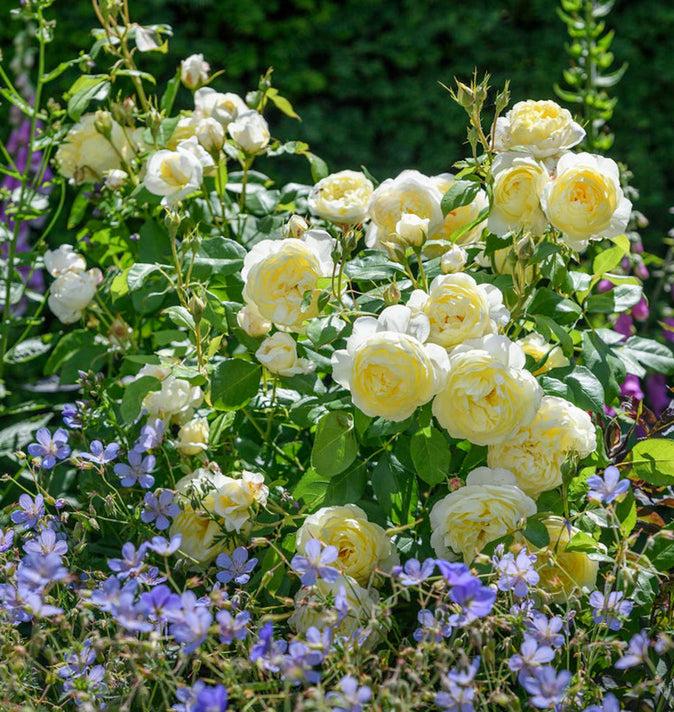 David Austin Vanessa Bell Shrub Rose 6L