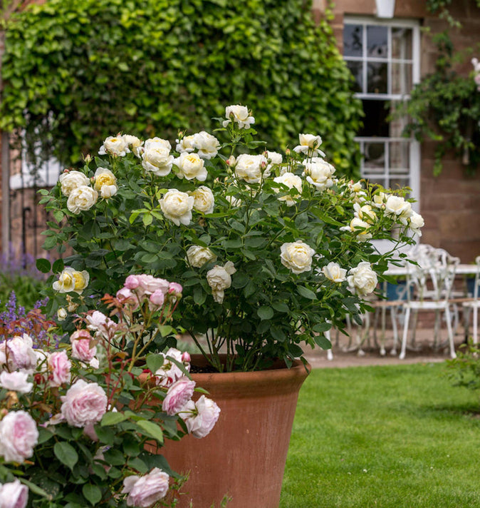 David Austin Vanessa Bell Shrub Rose 6L