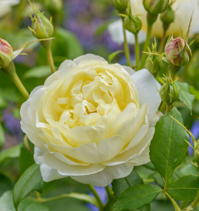 David Austin Vanessa Bell Shrub Rose 6L
