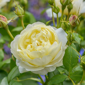 David Austin Vanessa Bell Shrub Rose 6L