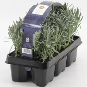 Lavandula Angustifolia 6-Pack