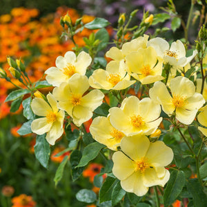 David Austin Tottering-By-Gently Shrub Rose 6L