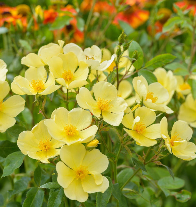 David Austin Tottering-By-Gently Shrub Rose 6L