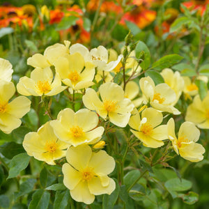 David Austin Tottering-By-Gently Shrub Rose 6L