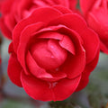 Bush Rose Precious Ruby 3L