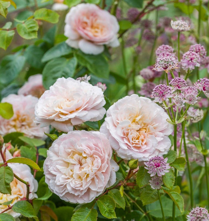 David Austin Emily Bronte Shrub Rose 6L