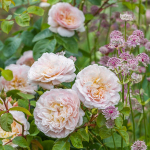 David Austin Emily Bronte Shrub Rose 6L