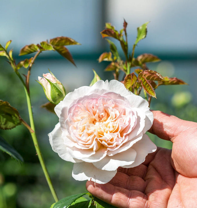 David Austin Emily Bronte Shrub Rose 6L