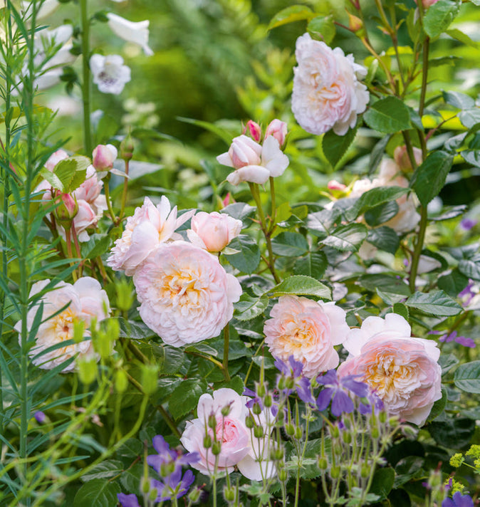 David Austin Emily Bronte Shrub Rose 6L