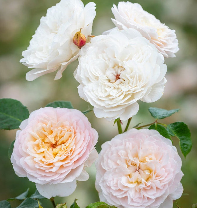 David Austin Emily Bronte Shrub Rose 6L