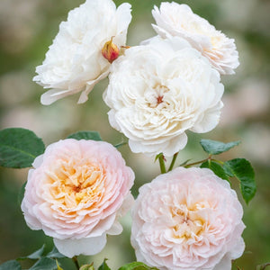 David Austin Emily Bronte Shrub Rose 6L